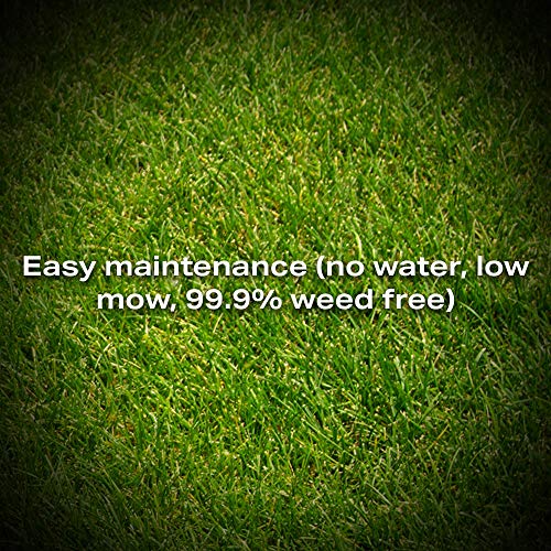 Twin City Seed Co. Low Grow Fescue Seed Mixture Low Maintenance Fine