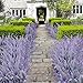 Leyaron 6 Bundles Artificial Lavender Bouquet Fake Lavender Bunch Purple Lavender Flowers Artificial Plant for Wedding, Home Decor, Office, Garden, Patio Decoration