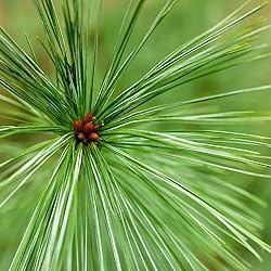 Aromatics International Pure Organic White Pine