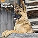 German Shepherds Wall Calendar (2017)
