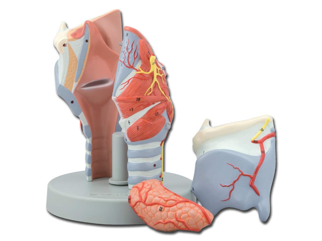 Gima - Anatomical Model of Human Larynx, Modular in 5 Parts, Magnification 2X