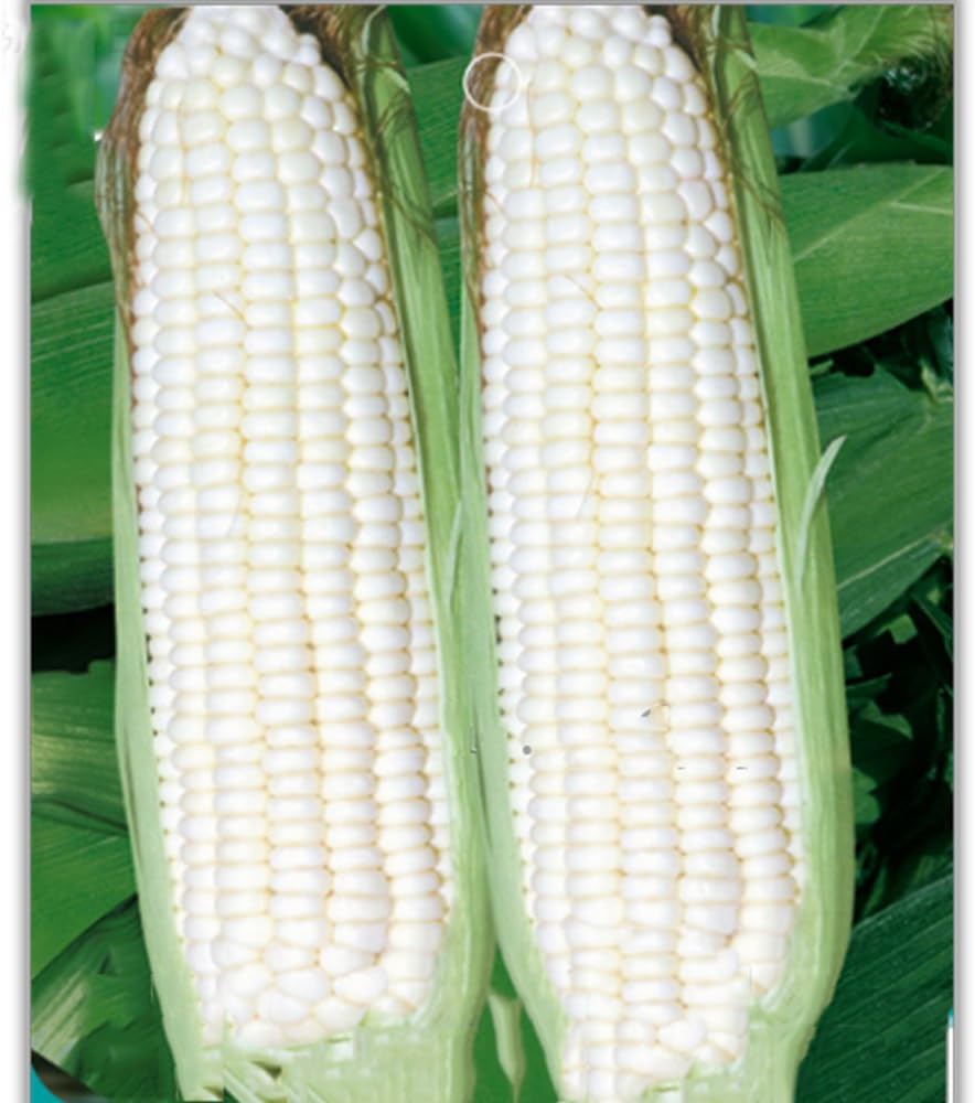 Best Garden Seeds Fruits and Vegetables Silver Glutinous Corn Seed White Waxy Corn Seeds, Original Package, 10 Seeds, Green Healthy Vegetable