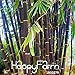Hot Sale!Rare purple Timor Bamboo Seeds Bambusa black bamboo seeds planted courtyard Yi 100 Seeds/Pack