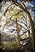 ENO - Eagles Nest Outfitters JungleNest Hammock, Includes Hammock and Bug Net, Grey