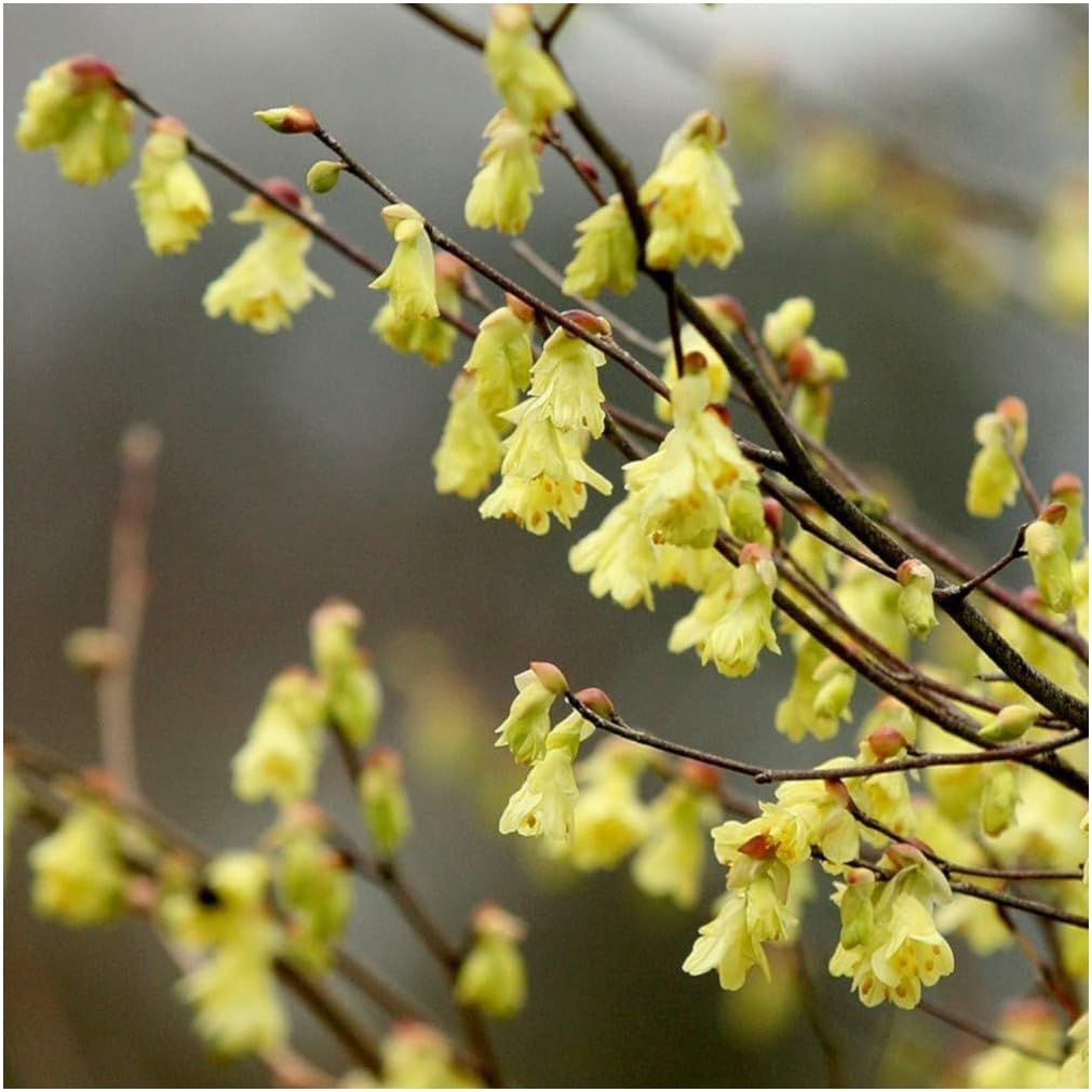 buttercup witch hazel