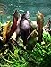 Echinodorus Aflame Amazon Sword Purple Knight Potted Live Aquarium Plants Decorations Aquatic by Mainam