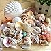 Tuliptown Various Sizes Mixed Natural Sea Shells Beach Seashells DIY Craft Decorations for Wedding Garden Aquarium - Pack of 3.5oz Seashells