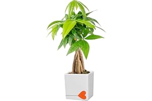 Costa Farms Money Tree Live Plant | 8-10 Inches Tall | Easy to Grow Indoor Houseplant in 2.5 Inch Plant Pot | Live Bonsai Home, Office, or Room Decor | Garden, Birthday, and Housewarming Gift
