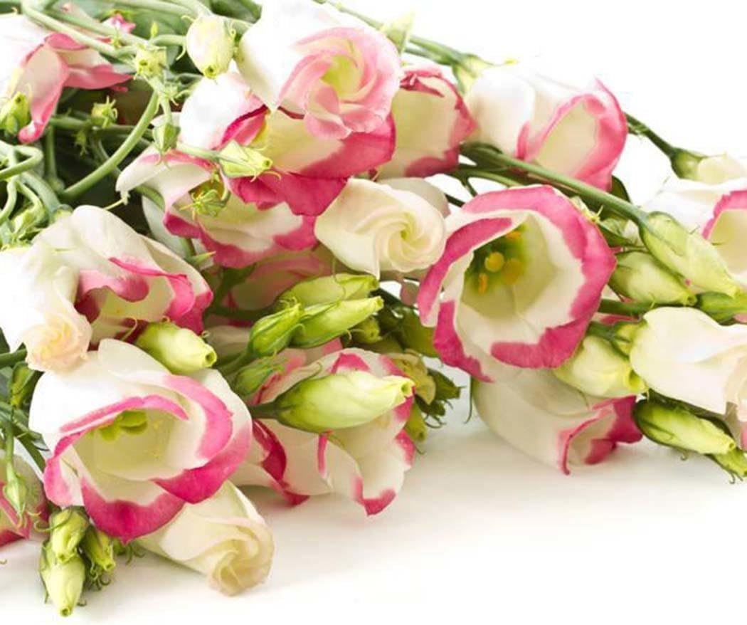 TelDen 100PCS Eustoma Lisianthus Flower Seeds Eustoma Grandiflorum Seeds Outdoor Plants Flowers