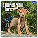 American Pit Bull Terrier Puppies 2017 Calendar