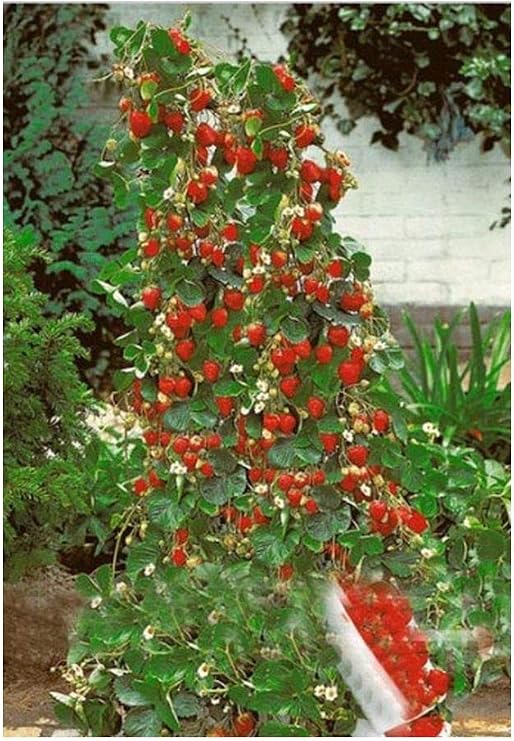 Exotic Plants Fresa Escalada Gigante roja - 30 Semillas: Amazon.es ...
