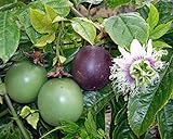 Passiflora 'Possum Purple' - Edible Purple Passion Flower Fruit Vine - Live Plant
