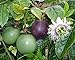 Passiflora 'Possum Purple' - Edible Purple Passion Flower Fruit Vine - Live Plant