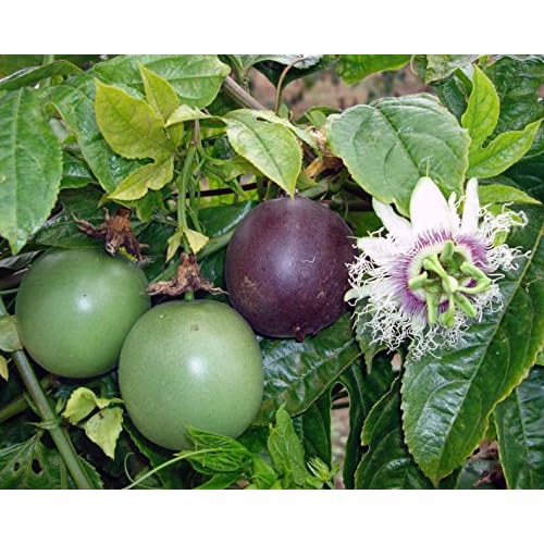 Passiflora Possum Purple Edible Purple Passion Flower Fruit Vine 