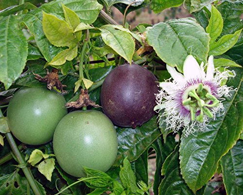 Passiflora 'Possum Purple' - Edible Purple Passion Flower Fruit Vine - Live Plant Passiflora 'Possum Purple' - Edible Purple Passion Flower Fruit Vine - Live Plant