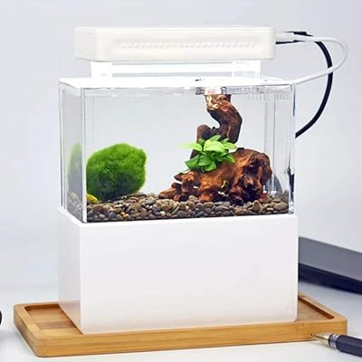 Mini Desktop Aquarium Fish Tank with Water Kenya Ubuy