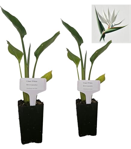 Amazon.com : Bird of Paradise - White - Strelitzia Nicholai. (2 White BoP  in Cup) : Patio, Lawn & Garden