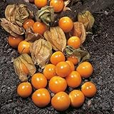 CAPE GOOSEBERRY 