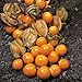 CAPE GOOSEBERRY "Physalis Peruviana"  25-Annual Seeds