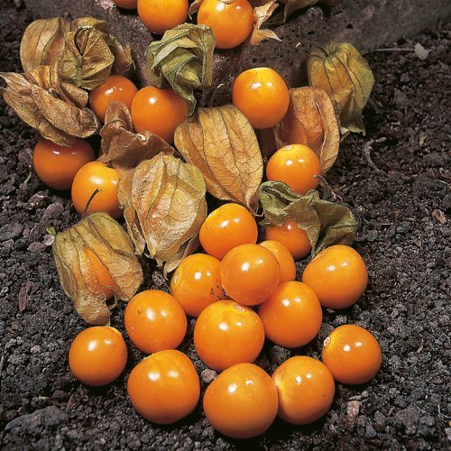 CAPE GOOSEBERRY 