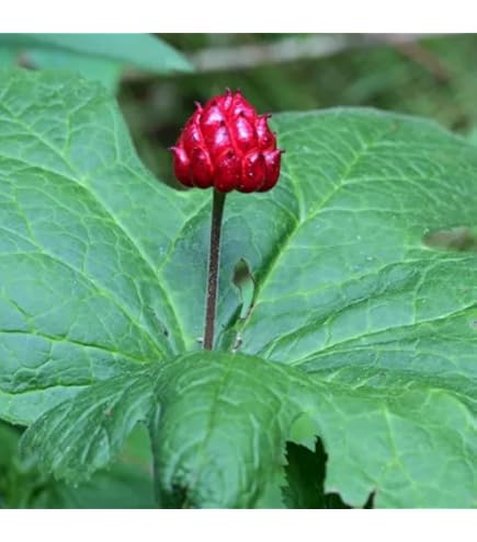 Native Goldenseal Rootlets (Hydrastis canadensis) – Sustainable Sorcerers