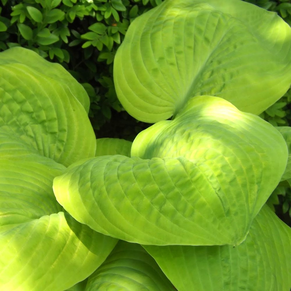 Hosta 'Golden Waffles' Herbaceous Perennial Hardy Plant in 9cm Pot
