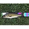 Largemouth-Bass-Ruler-32-Fish-Ruler
