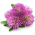 Todd's Seeds Red Clover Seeds, Non-GMO, Chemical Free, High Germination (One Pound)