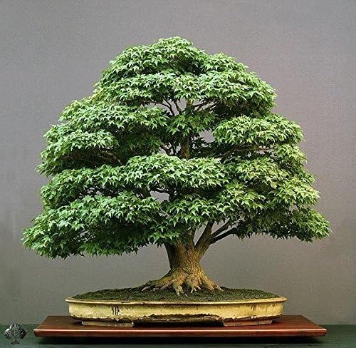 Floral Treasure Green Maple Bonsai Suitable Tree Seeds