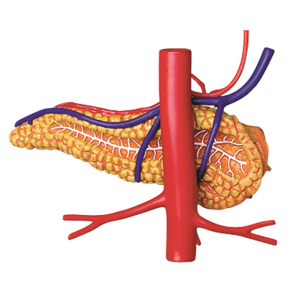 Famemaster 4D-Vision Human Stomach Anatomy Model Multi-colored, 10