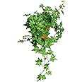 AMERICAN PLANT EXCHANGE English Ivy Baltic Trailing Vine Live Plant, 6" Pot, Indoor/Outdoor Air Purifier