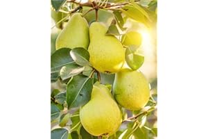 CARPET CREEPING 35+Common Pear Tree Fruit Seeds for Planting Outdoor-Non GMO & Heirloom Plant Your Garden Home Williams Tasty Sweet