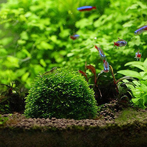 Stebcece Hot Mineral Natural Aquatic Moss Ball for Aquarium Crystal Red Shrimp Fish Tank - Thumbnail 4