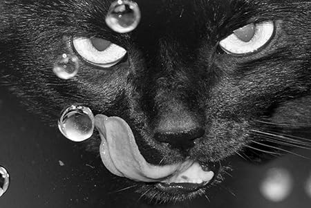 Amazon Co Jp 特大 ポスター 猫の顔が黒白い目舌の怒りを落とす 壁紙ウォールステッカーポスター 594x4mm Generic