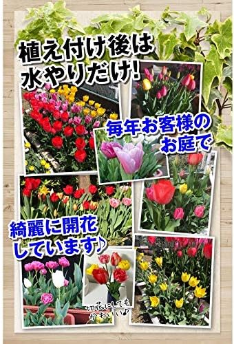 Amazon 国華園 チューリップ 球根 チューリップ5色100球 各球 ヤマト発送 球根