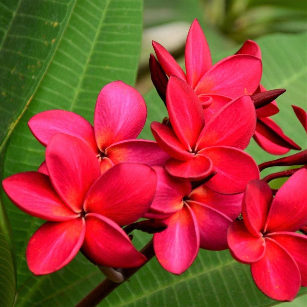 1 Cutting Plumeria Red Kona Plumeria Deep red Flowers