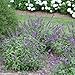 Lo & Behold ® 'Blue Chip Jr.' Butterfly Bush - 4" Pot - Buddleia