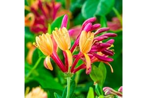 YOKEBOM Fragrant Gold Flame Climbing Honeysuckle Plant Live Vine, Lonicera Perennial Honeysuckle Plants Bushes Shrubs for Planting
