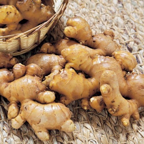 Amazon 生姜 ショウガ お多福しょうがの種芋 1kg 野菜