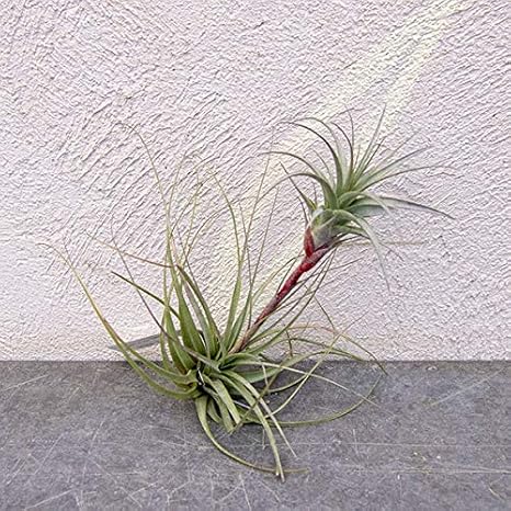 Amazon チランジア ムロルム No 5 M 南米から直輸入した個体でお届け 観葉植物 オンライン通販