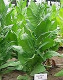 Havana 608 Tobacco ~100 seeds
