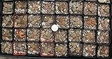 Jiimz 3 Lithops Living Stone Mimicry Potted Plants