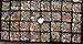Jiimz 3 Lithops Living Stone Mimicry Potted Plants