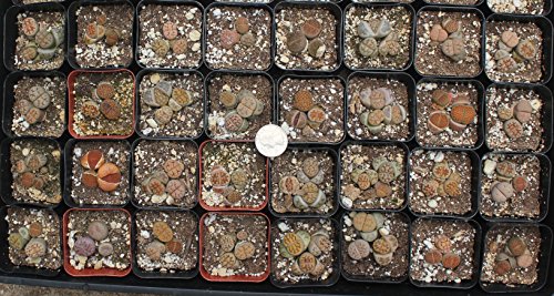 Jiimz 3 Lithops Living Stone Mimicry Potted Plants