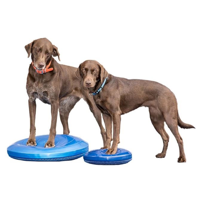 Ball Dynamics FPAWSBD 22 FitPAWS Balance Scheibe mit Lehr - DVD, 56 cm, blau