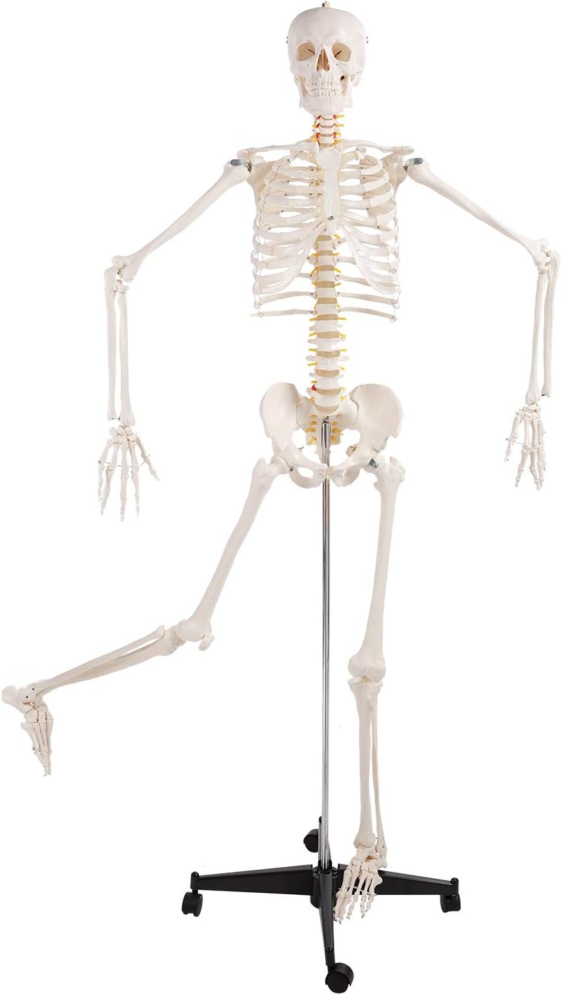 70.8” Anatomy Skeleton Model, Life Size Medical Human Anatomical Model, Durable Removable Stand and Base (70.8" Skeleton)
