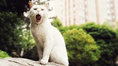 Amazon あくびをした猫大人の子供のための1000ピースパズル 大人のための木製ジグソーパズル教育玩具diyの家の装飾 おもちゃ おもちゃ