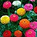 Zinnia- Cut & Come again Mix- 100 Seeds