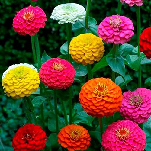 Zinnia- Cut & Come again Mix- 100 Seeds