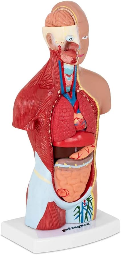 Physa Maquette Anatomique Du Torse Humain Modele 3d Mannequin Anatomie Humaine Corps Humain Tronc Phy Ht 1 Maquette 3d En 15 Parties Amovibles Tres Riche En Details Plastique Sur Socle Amazon Fr Bricolage